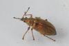 Phyllobius pyri